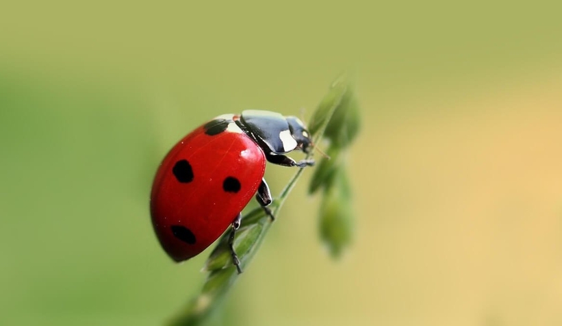 Şehirlerdeki ışık kirliliği böceklerin davranışlarını değiştirdi