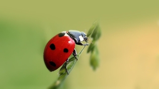 Şehirlerdeki ışık kirliliği böceklerin davranışlarını değiştirdi