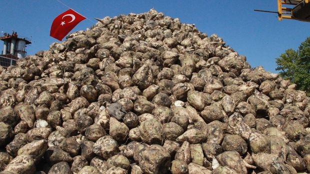 Şeker pancarı alım fiyatı üçüncü kez revize edildi