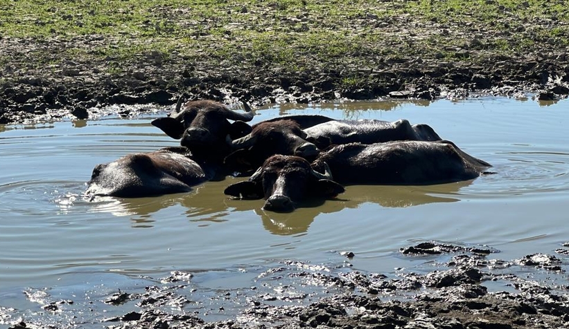 Sel manda üretimini vurdu