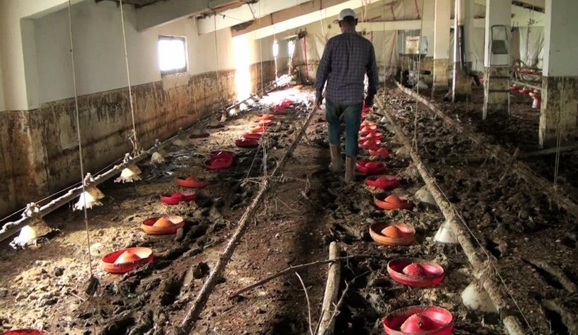 Sel suları 8 bin 800 civcivi boğdu