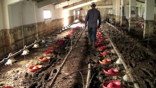 Sel suları 8 bin 800 civcivi boğdu