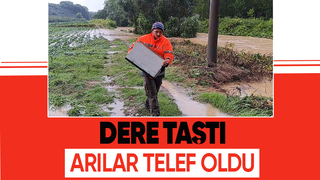 Selde arılar telef oldu