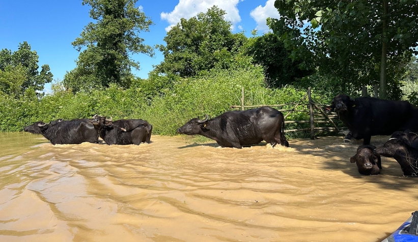 Selde mahsur kalan hayvanlara botla ulaşıldı