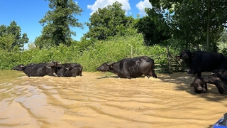 Selde mahsur kalan hayvanlara botla ulaşıldı