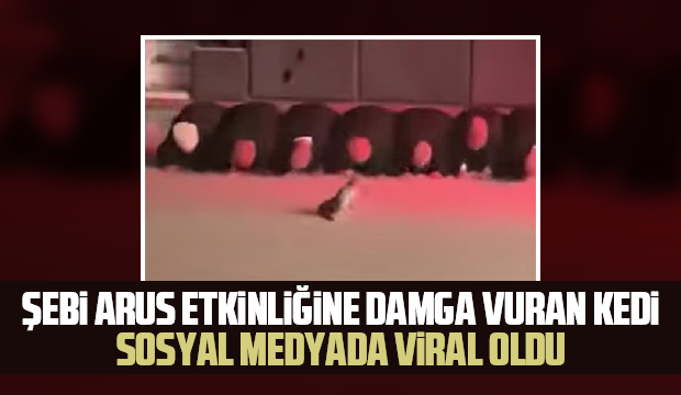 Semazenlerden ürken kedi sosyal medyada viral oldu