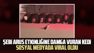 Semazenlerden ürken kedi sosyal medyada viral oldu