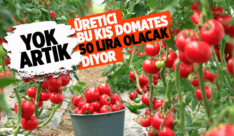 Sera-Bir Başkanı: Bu kış domates 50 TL olacak