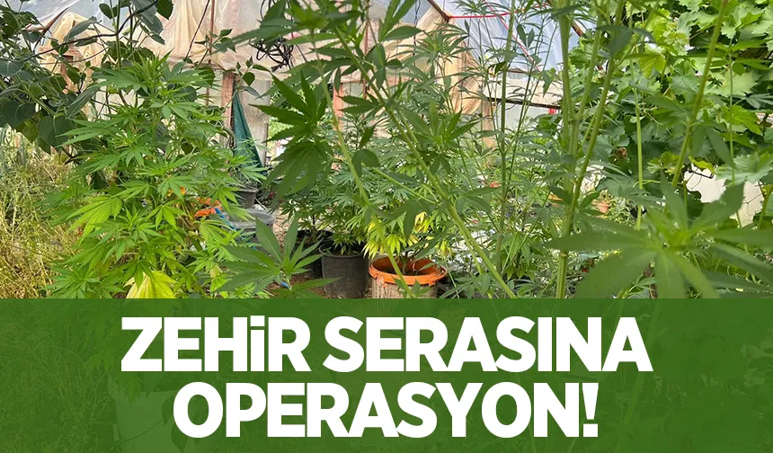 Seracı görünümü verilen alanda Hint keneviri operasyonu