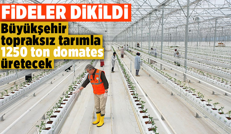 Seracılık Mükemmeliyet Merkezi’nde 65 bin kök domates fidesi dikildi
