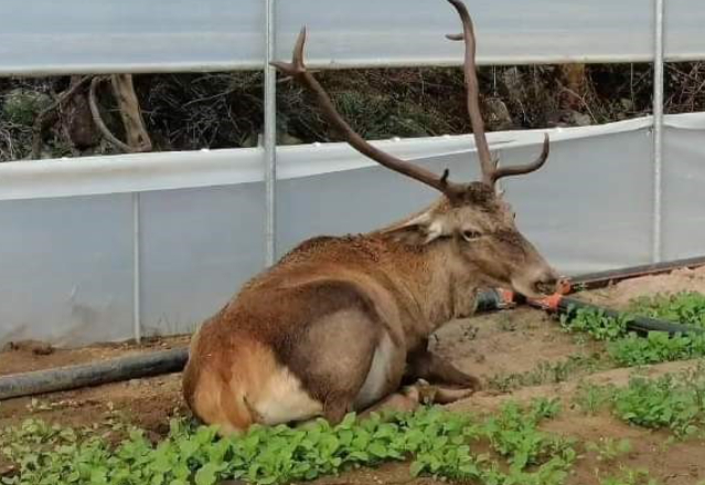 Seraya giren geyik rokaları yedi