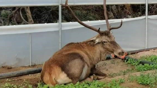 Seraya giren geyik rokaları yedi