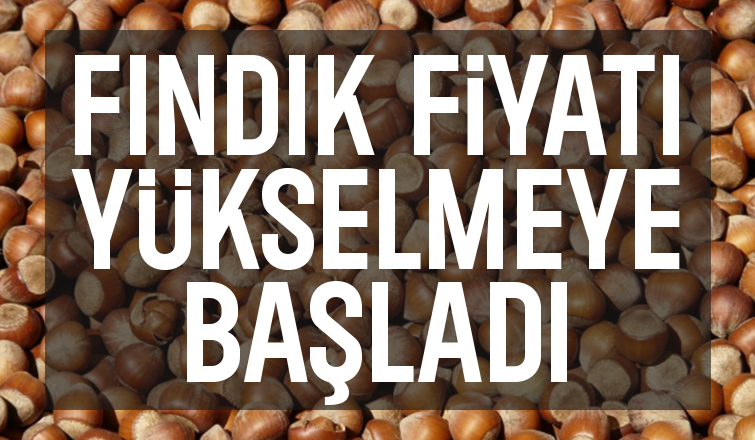 Serbest piyasada fındık fiyatı TMO'nun fiyatını geçti