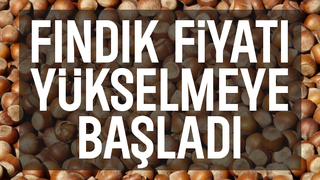 Serbest piyasada fındık fiyatı TMO'nun fiyatını geçti