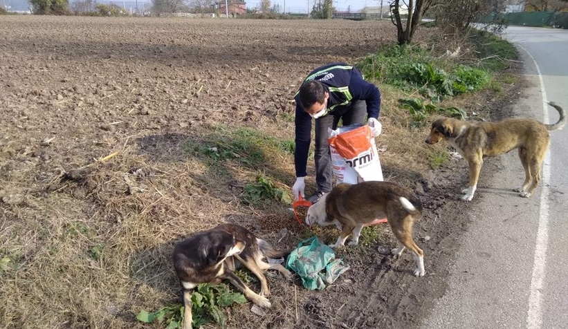 Serdivan Belediyesi, sokak hayvanlarını yalnız bırakmadı