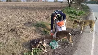 Serdivan Belediyesi, sokak hayvanlarını yalnız bırakmadı