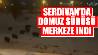 Serdivan'da domuz sürüsü merkezine indi