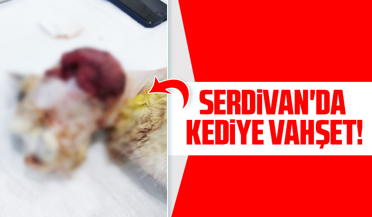 Serdivan'da kediye vahşet