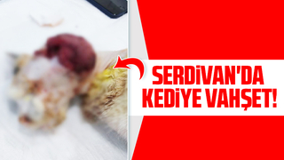 Serdivan'da kediye vahşet