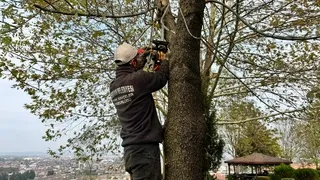 Serdivan'da yeşil alan bakım çalışması