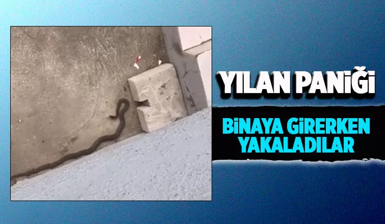 Serdivan'da yılan paniği