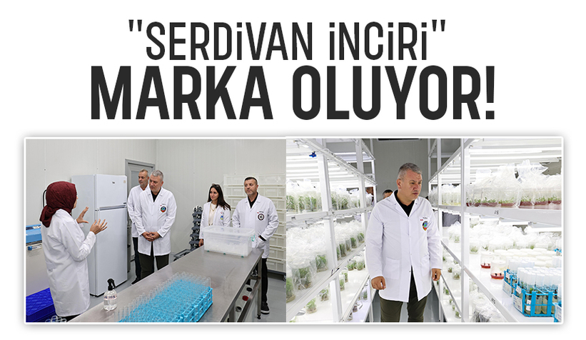 Serdivan İnciri marka olacak