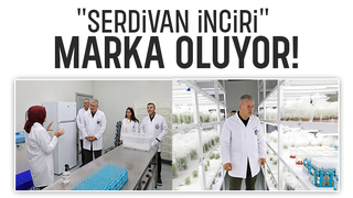 Serdivan İnciri marka olacak