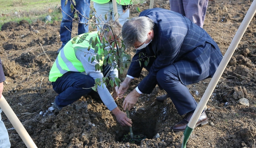 Serdivan’da meyve ağaçları toprakla buluştu