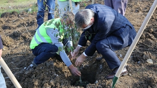 Serdivan’da meyve ağaçları toprakla buluştu