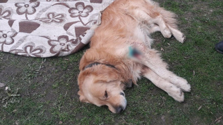 Sevimli köpeği tüfekle vurdular