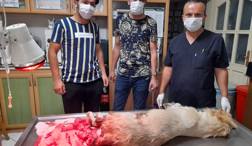 Sezaryenle 10 yavru dünyaya getirdi