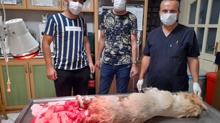 Sezaryenle 10 yavru dünyaya getirdi