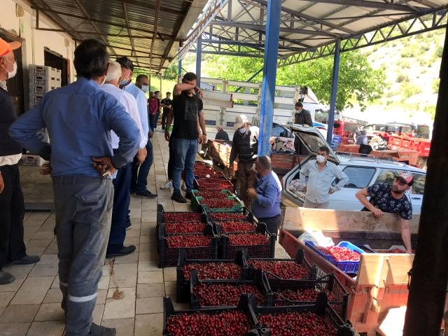 Sezonun ilk kirazları 'Açık artırma' ile satıldı