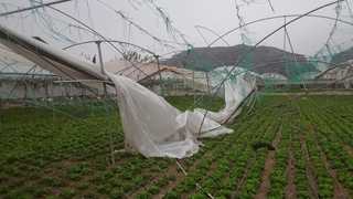 Şiddetli fırtınada seralar yerle bir oldu