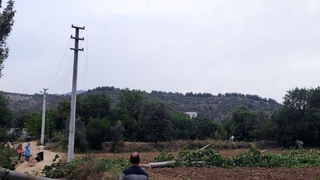 Şiddetli rüzgar ağaç devirdi