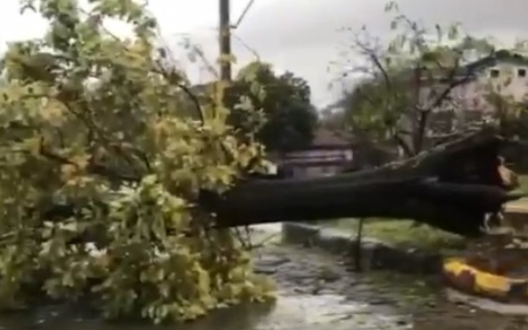 Şiddetli rüzgar ağacı kökünden söktü