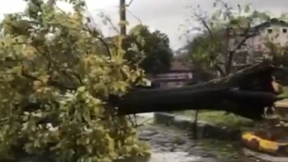 Şiddetli rüzgar ağacı kökünden söktü