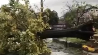 Şiddetli rüzgar ağacı kökünden söktü