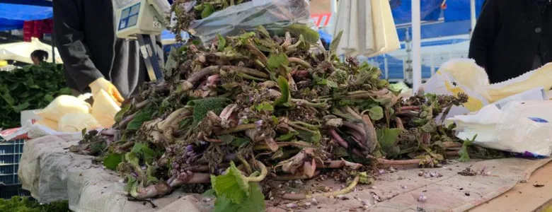 Şifa deposu kaldirik otunun faydaları