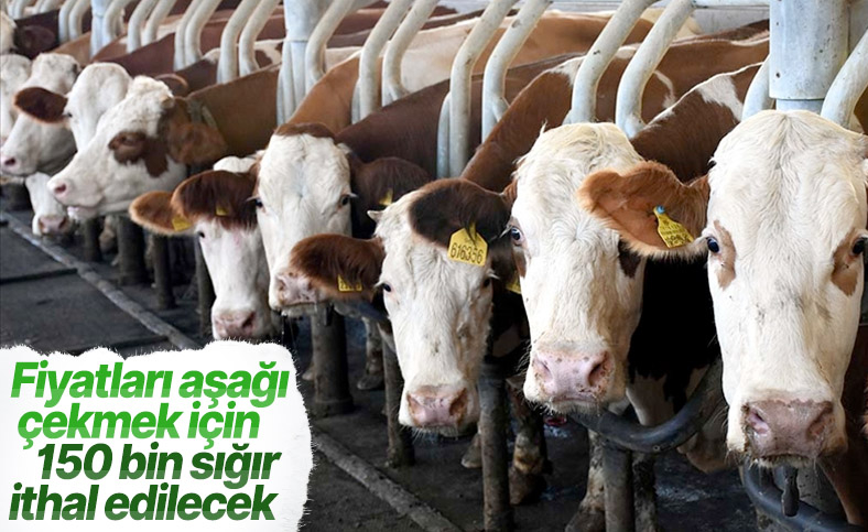 Sığır ithal ve koyun ihraç kararı