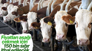 Sığır ithal ve koyun ihraç kararı