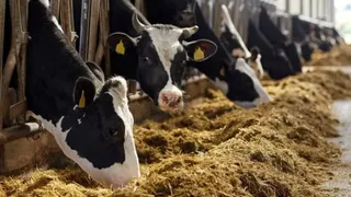 Sığır ve koyunlarda saç kırana dikkat