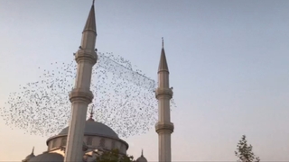 Sığırcık kuşlarından görsel şölen