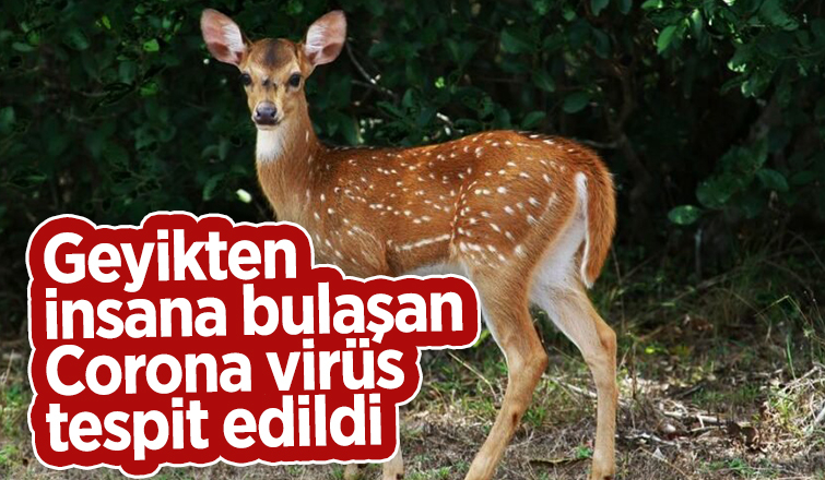 Şimdi de Bambi virüsü tehdidi ortaya çıktı