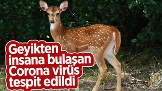 Şimdi de Bambi virüsü tehdidi ortaya çıktı