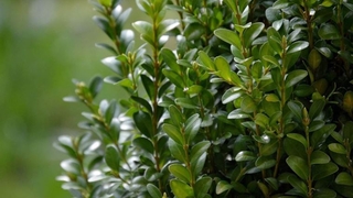 Şimşir bitkisinin genetiği koruma altına alındı