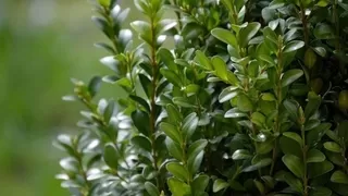 Şimşir bitkisinin genetiği koruma altına alındı
