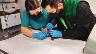 Sincap Alvin yeni yuvasında