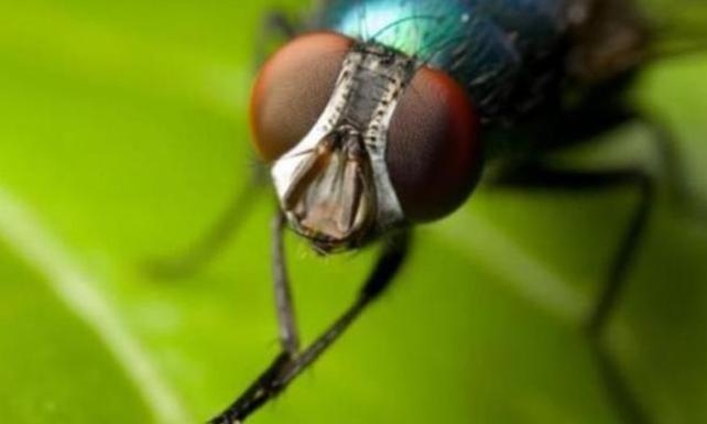 Sineklerle mücadele için tavsiyelerde bulundu
