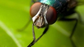 Sineklerle mücadele için tavsiyelerde bulundu